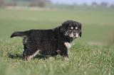DOGUE DU TIBET 446